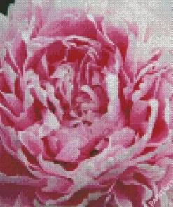 Sarah Bernhardt Peony Close Up Diamond Painting