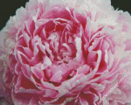 Sarah Bernhardt Peony Close Up Diamond Painting