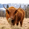 Scottish Highland Cow Diamond Painting