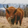 Scottish Highland Cow Diamond Painting