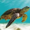 Sea Turtle In The Ocean Diamond Painting