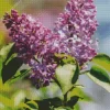 Soft Lilacs Diamond Painting