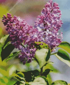 Soft Lilacs Diamond Painting