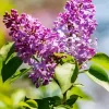 Soft Lilacs Diamond Painting