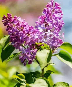 Soft Lilacs Diamond Painting