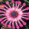 Spider Pink African Daisy Diamond Painting