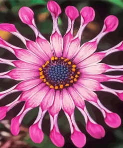 Spider Pink African Daisy Diamond Painting