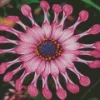 Spider Pink African Daisy Diamond Painting