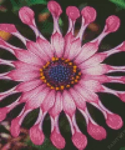 Spider Pink African Daisy Diamond Painting