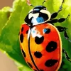 Spotted Ladybug Diamond Painting