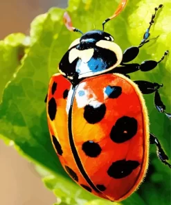 Spotted Ladybug Diamond Painting