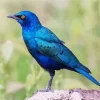 Starling Blue Bird Diamond Painting