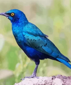 Starling Blue Bird Diamond Painting