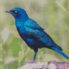 Starling Blue Bird Diamond Painting