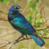 Starling Blue Bird On Branch Diamond Painting