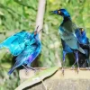 Starling Blue Bird Pair Diamond Painting