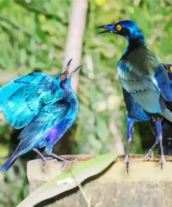 Starling Blue Bird Pair Diamond Painting