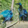 Starling Blue Bird Pair Diamond Painting