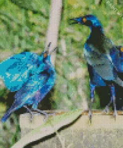 Starling Blue Bird Pair Diamond Painting