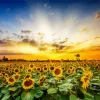 Sunflower Field Diamond Painting