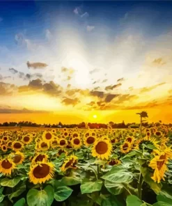 Sunflower Field Diamond Painting