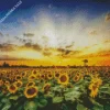 Sunflower Field Diamond Painting