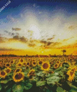 Sunflower Field Diamond Painting