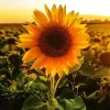 Sunflower Field Sunrise Diamond Painting