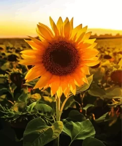 Sunflower Field Sunrise Diamond Painting