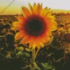 Sunflower Field Sunrise Diamond Painting