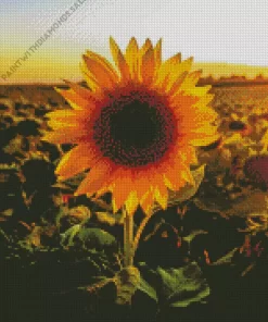 Sunflower Field Sunrise Diamond Painting