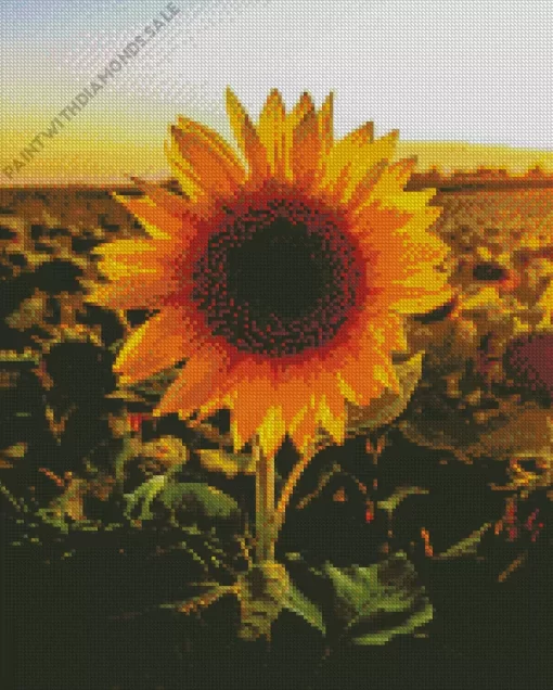 Sunflower Field Sunrise Diamond Painting