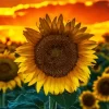 Sunflower Field Sunset Diamond Painting