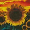 Sunflower Field Sunset Diamond Painting