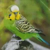 Sweet Budgie Bird Diamond Painting