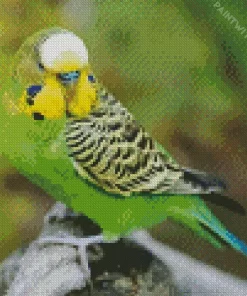 Sweet Budgie Bird Diamond Painting