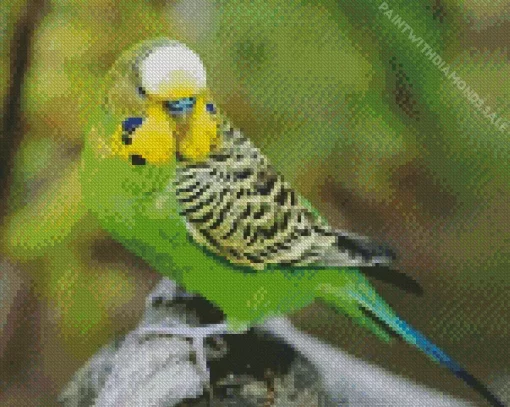 Sweet Budgie Bird Diamond Painting