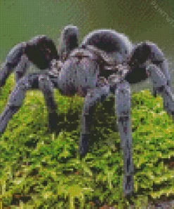 Tarantula Spider Diamond Painting