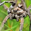 Tarantula Wolf Spider Diamond Painting