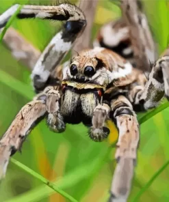 Tarantula Wolf Spider Diamond Painting