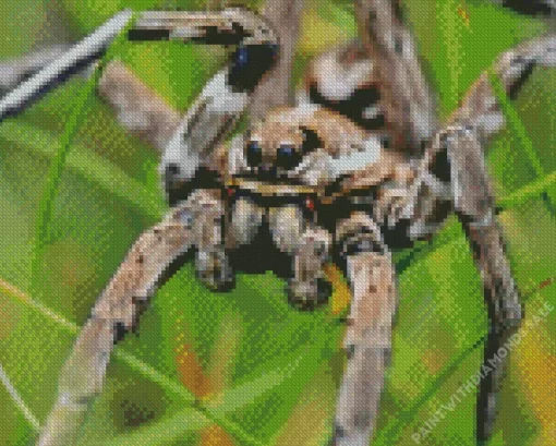 Tarantula Wolf Spider Diamond Painting