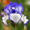 The Bearded Iris Diamond Painting