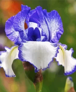 The Bearded Iris Diamond Painting