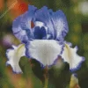 The Bearded Iris Diamond Painting