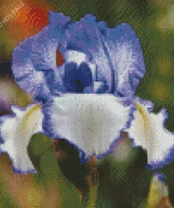 The Bearded Iris Diamond Painting