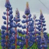 The Governor Purple Lupine Diamond Painting