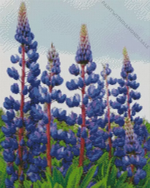 The Governor Purple Lupine Diamond Painting