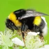 The Life Of Bumblebees Diamond Painting