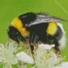 The Life Of Bumblebees Diamond Painting