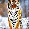 Tiger In Snow Diamond Painting